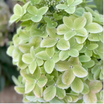 Гортензия метельчатая Металика Гортензия метельчатая Металика - Dolina-Sad.Ru