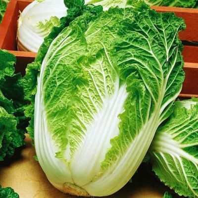 Капуста пекинская Нежность Капуста пекинская Нежность фото