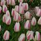 Тюльпан Силк Сюрпрайс Тюльпан Силк Сюрпрайс фото