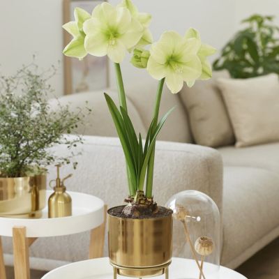 Амариллис Фэнтези - Dolina-Sad.Ru