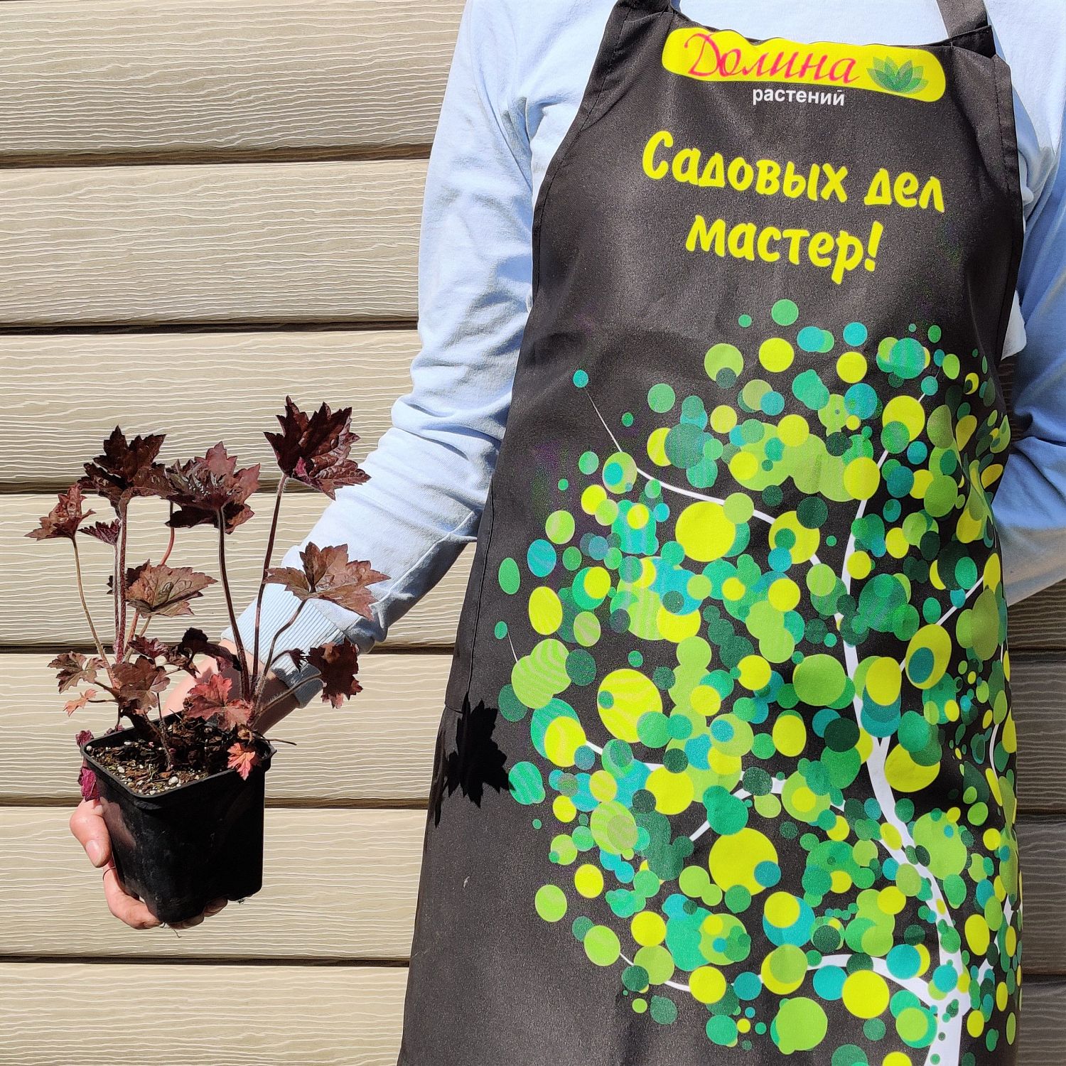 Гейхера мелкоцветковая Мелтинг Файр Гейхера мелкоцветковая Мелтинг Файр фото