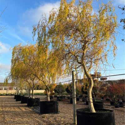 Ива Эритрофлексуоза, С3 - Dolina-Sad.Ru