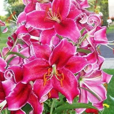 Лилия Кобра (в горшке) фото