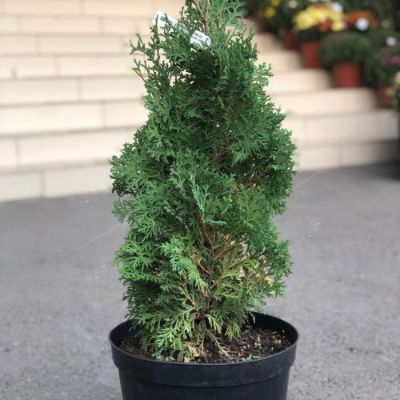 Туя западная Жеска Туя западная Жеска - Dolina-Sad.Ru