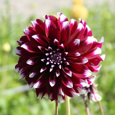 Георгина Контраст (Гиганты) Георгина Контраст (Гиганты) фото