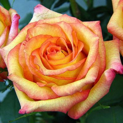 Роза Конфетти Роза Конфетти - Dolina-Sad.Ru