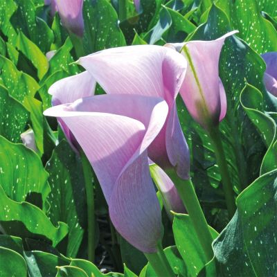 Калла Каптейн Виолетта Калла Каптейн Виолетта - Dolina-Sad.Ru