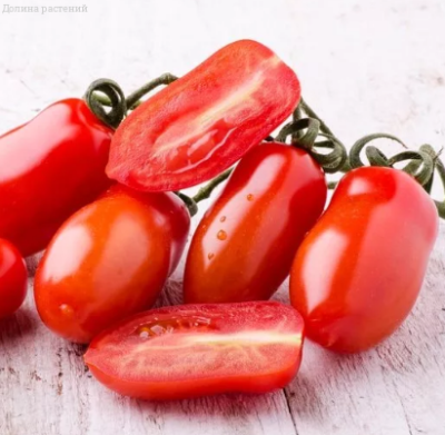 Смесь пальчиковых сортов томатов Смесь пальчиковых сортов томатов фото