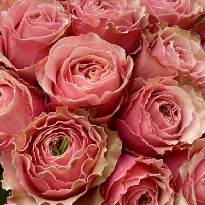 Роза Белиз Роза Белиз - Dolina-Sad.Ru