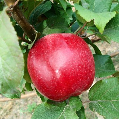 Яблоня Квинти Яблоня Квинти - Dolina-Sad.Ru