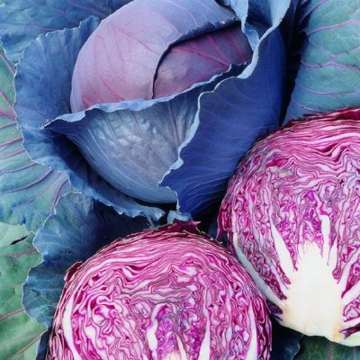 Капуста Краснокочанная Ред Династи F1(Seminis/Голландия) Капуста Краснокочанная Ред Династи F1(Seminis/Голландия) фото