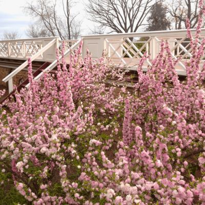 Сакура Розеа Плена - Dolina-Sad.Ru