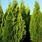 Туя восточная Пирамидалис Ауреа Туя восточная Пирамидалис Ауреа фото