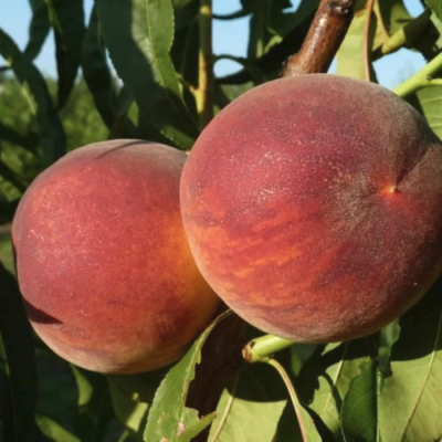 Персик Харроу Даймонд - Dolina-Sad.Ru