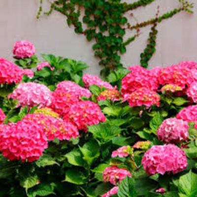 Гортензия крупнолистная Джип Пинк Гортензия крупнолистная Джип Пинк - Dolina-Sad.Ru