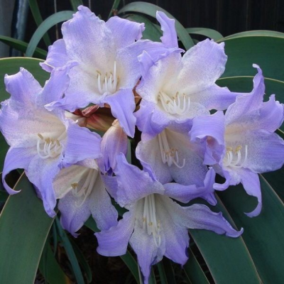 Амариллис Лилак - Dolina-Sad.Ru