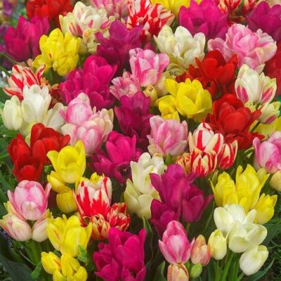 Микс Многоцветковых Тюльпанов Микс Многоцветковых Тюльпанов фото
