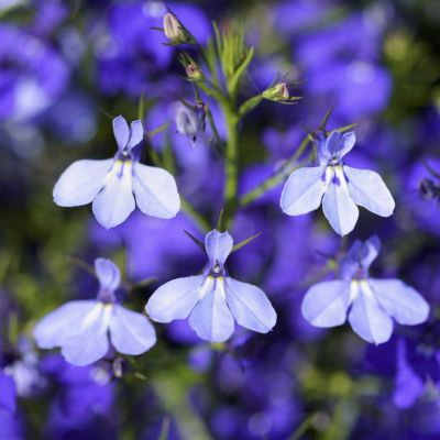 Лобелия Синий кулон Лобелия Синий кулон - Dolina-Sad.Ru