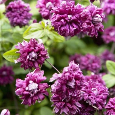 Клематис Пурпуреа Плена Элеганс Клематис Пурпуреа Плена Элеганс фото