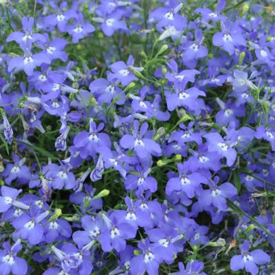 Лобелия Синий кулон Лобелия Синий кулон - Dolina-Sad.Ru