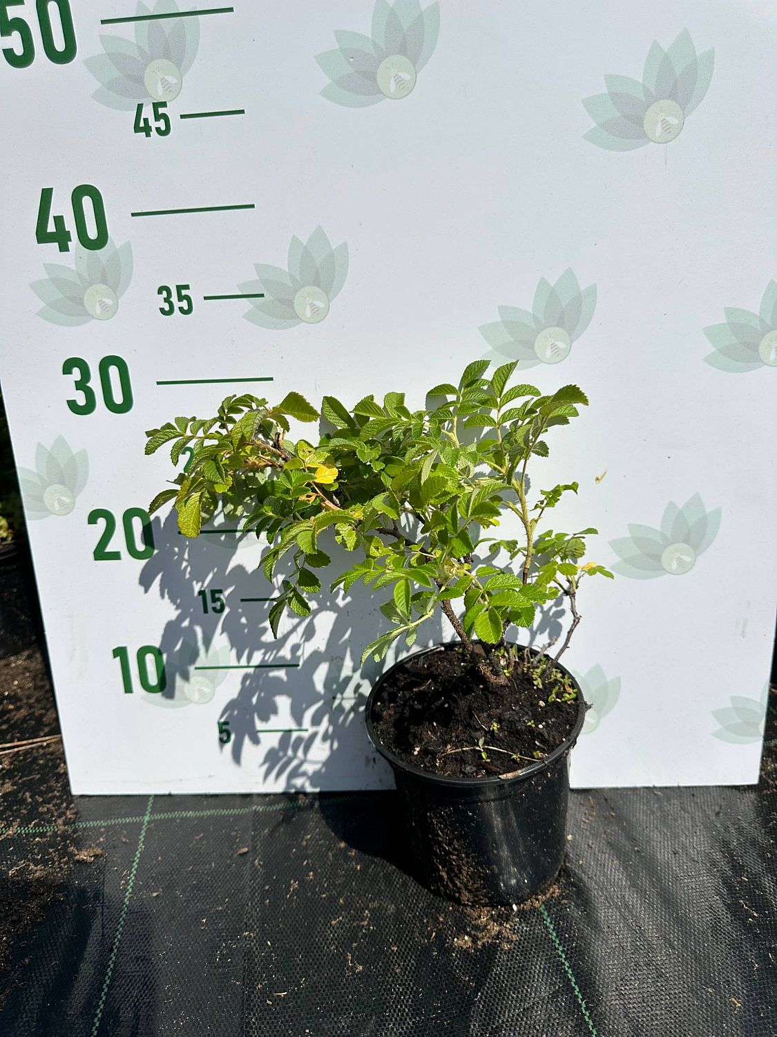 Роза морщинистая (Ругоза) Роза морщинистая (Ругоза) - Dolina-Sad.Ru