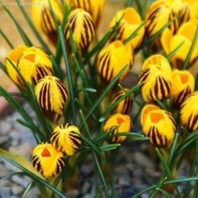 Крокус Гипси Герл фото