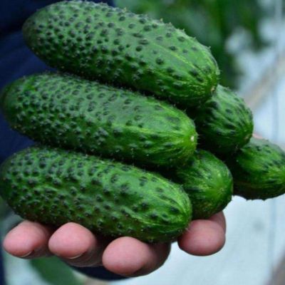 Огурец СВ4097ЦВ F1 (SV4097CV),(Seminis/Голландия) Огурец СВ4097ЦВ F1 (SV4097CV),(Seminis/Голландия) фото