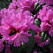 Рододендрон Пи Джей Эм Элит - Dolina-Sad.Ru