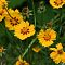 Кореопсис Причардс Вараети Кореопсис Причардс Вараети - Dolina-Sad.Ru