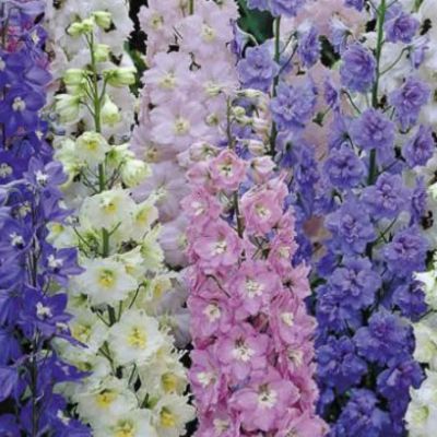 Дельфиниум Эскалибур Микс - Dolina-Sad.Ru