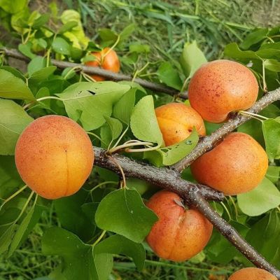 Абрикос Амур Абрикос Амур - Dolina-Sad.Ru