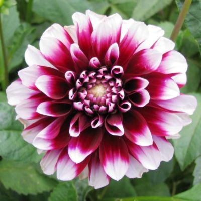 Георгина Зидлерштольц Георгина Зидлерштольц фото