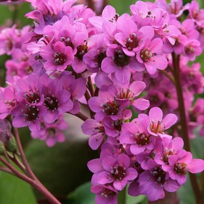 Бадан Моргенроте Бадан Моргенроте - Dolina-Sad.Ru