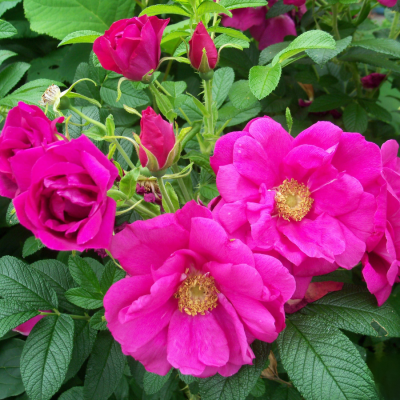 Роза морщинистая (Ругоза) Роза морщинистая (Ругоза) - Dolina-Sad.Ru