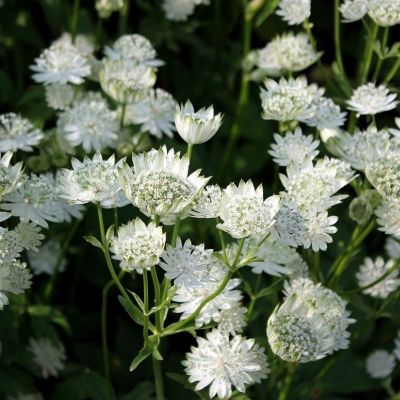 Астранция крупная Альба - Dolina-Sad.Ru