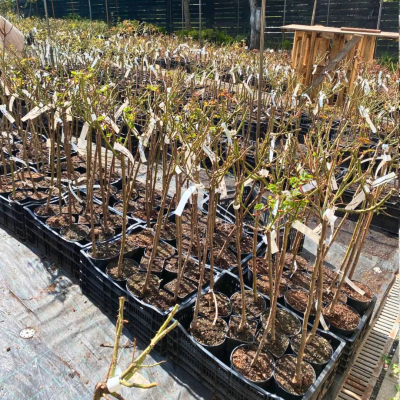 Роза Штамбовая Вайтэ Шейд ов Пэйл Роза Штамбовая Вайтэ Шейд ов Пэйл - Dolina-Sad.Ru