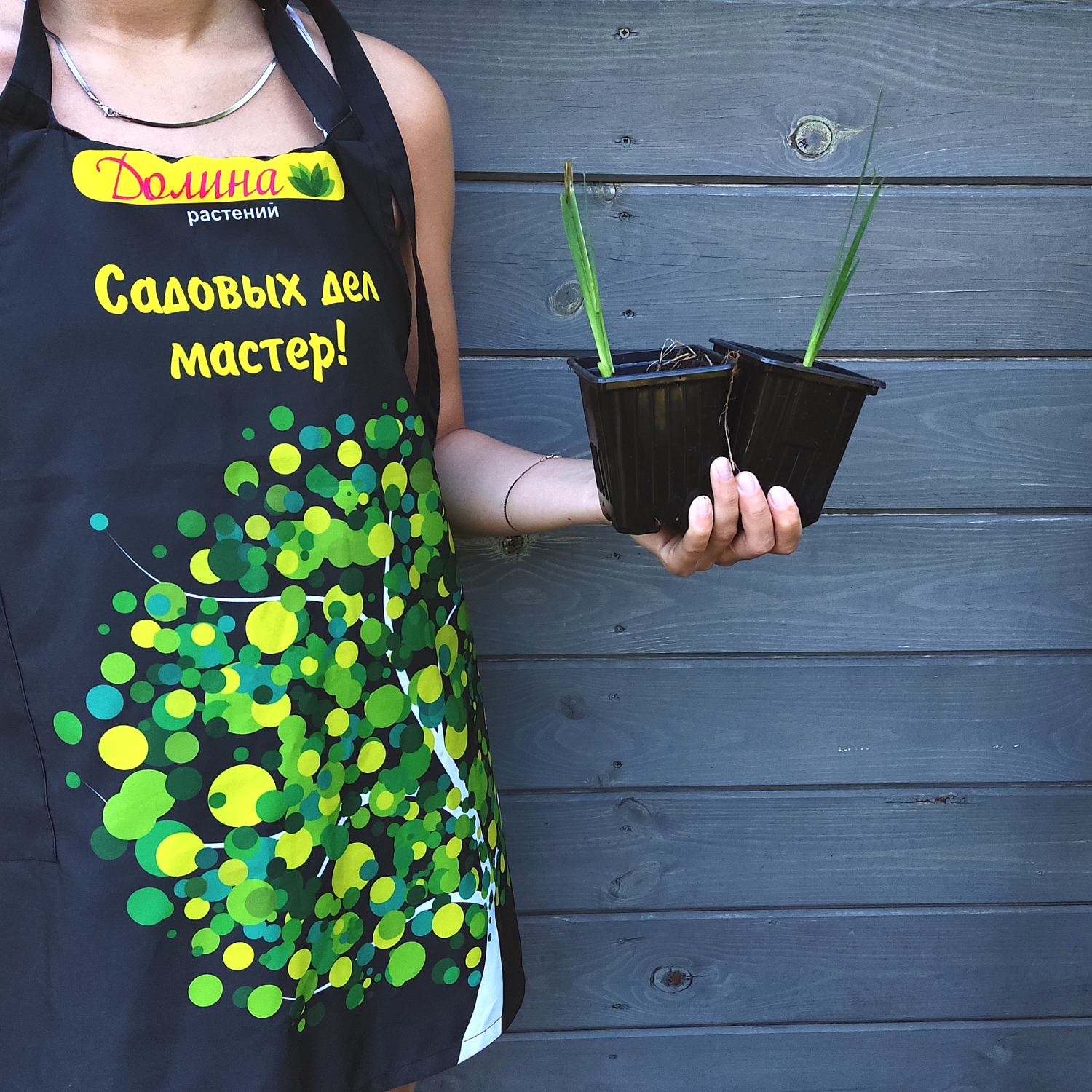 Ирис Еллоу/Лила Ирис Еллоу/Лила фото