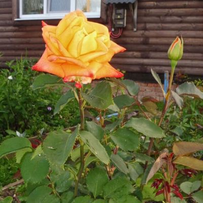 Роза Конфетти Роза Конфетти - Dolina-Sad.Ru