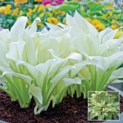 Хоста Уайт Фезэ Хоста Уайт Фезэ фото