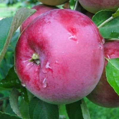 Яблоня Память Коваленко/Зимняя Яблоня Память Коваленко/Зимняя фото