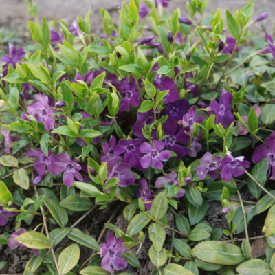 Барвинок малый Атропурпуреа Плена Барвинок малый Атропурпуреа Плена фото