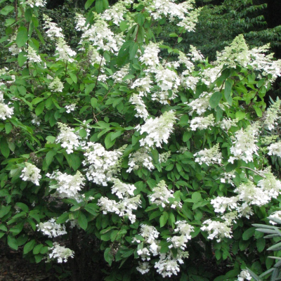 Гортензия метельчатая Левана фото