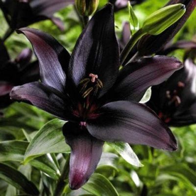 Лилия Ландини Лилия Ландини фото