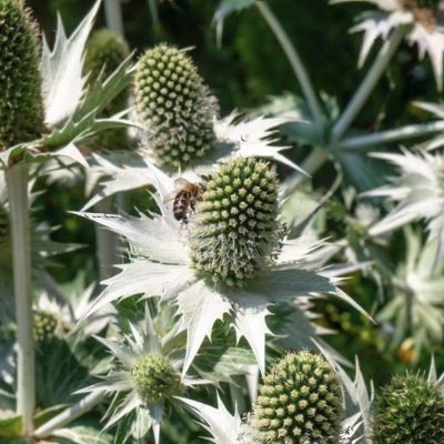 Синеголовник Вайт Джайнт Синеголовник Вайт Джайнт - Dolina-Sad.Ru