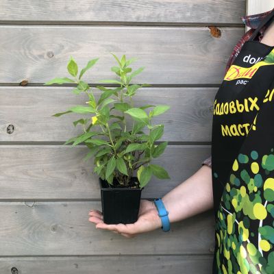 Гортензия метельчатая Литл Спуки, С2 Гортензия метельчатая Литл Спуки, С2 - Dolina-Sad.Ru