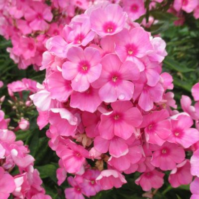 Флокс метельчатый Флейм Лайт Пинк , С1,5 Флокс метельчатый Флейм Лайт Пинк , С1,5 фото