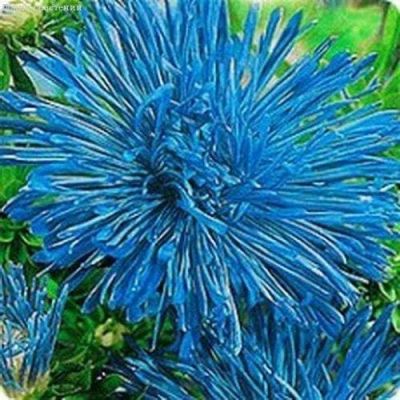 Астра Майстер Серебряная цапля игольчатая синяя фото