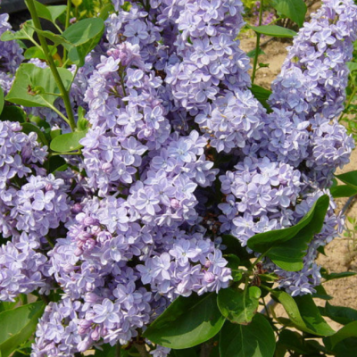 Сирень обыкновенная Президент Греви Сирень обыкновенная Президент Греви фото