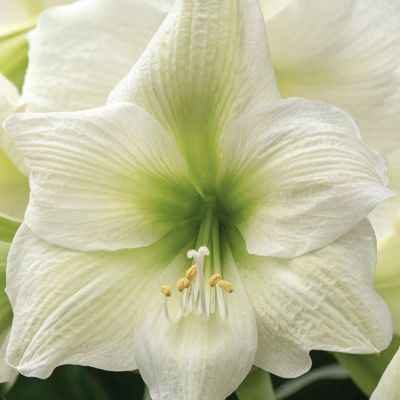 Амариллис Фэнтези - Dolina-Sad.Ru