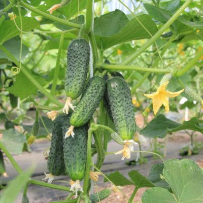 Огурец Аванс F1 корнишон автор. Огурец Аванс F1 корнишон автор. - Dolina-Sad.Ru